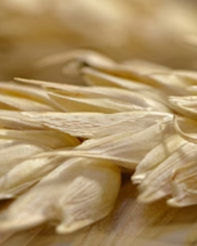 Close-up of oat seeds with a blurred background