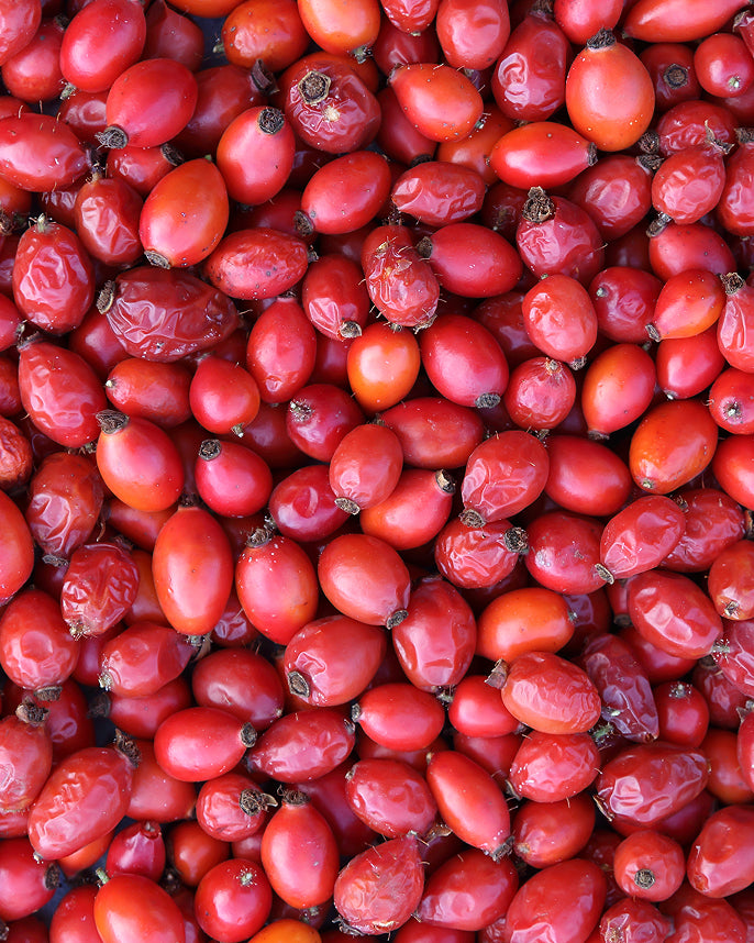 Close-up of a pile of red rosehips with green stems.