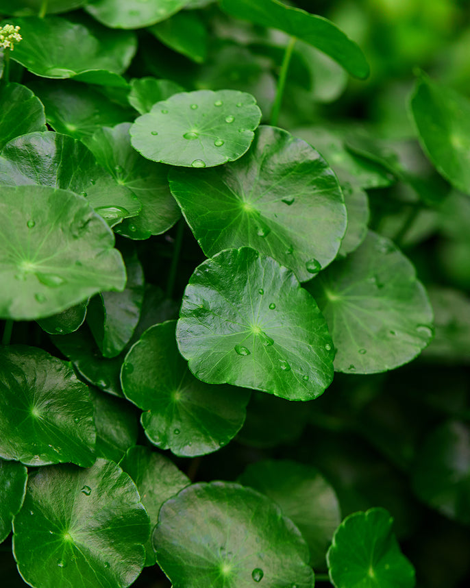 Close-up of green leaves with water droplets on a blurred green background
