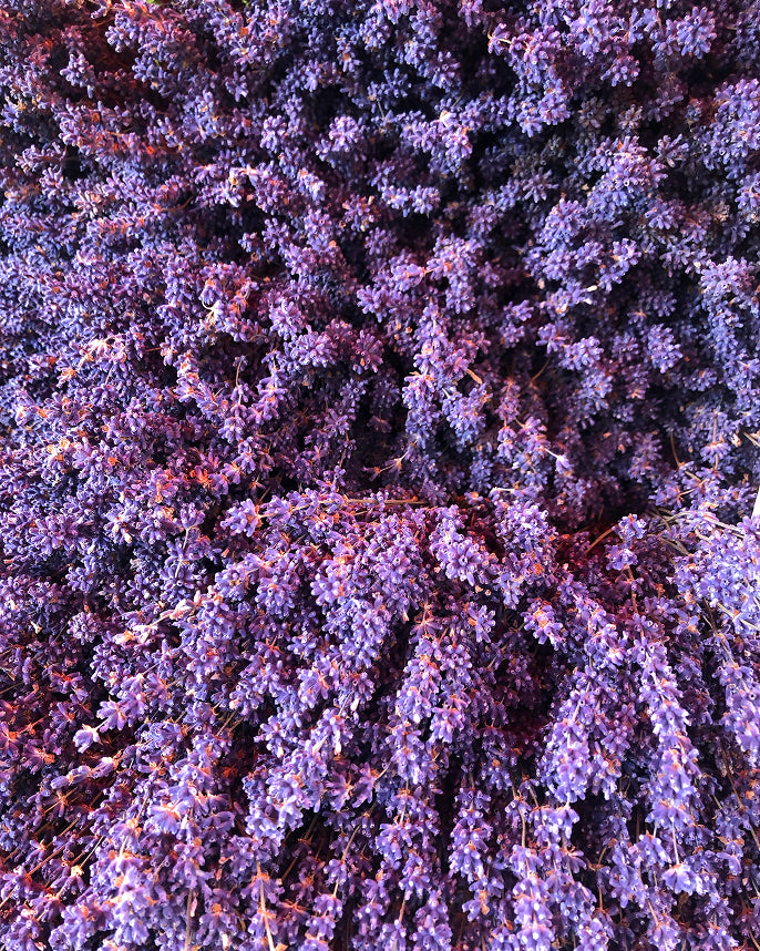 Close-up of a field of purple flowers with a starburst pattern.
