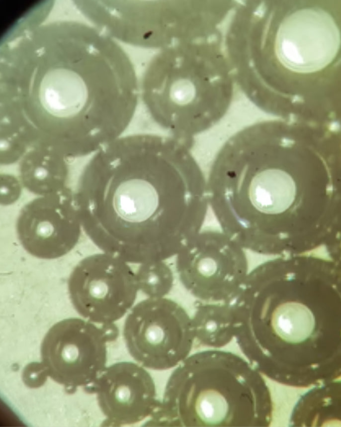 Close-up of small round objects under a microscope