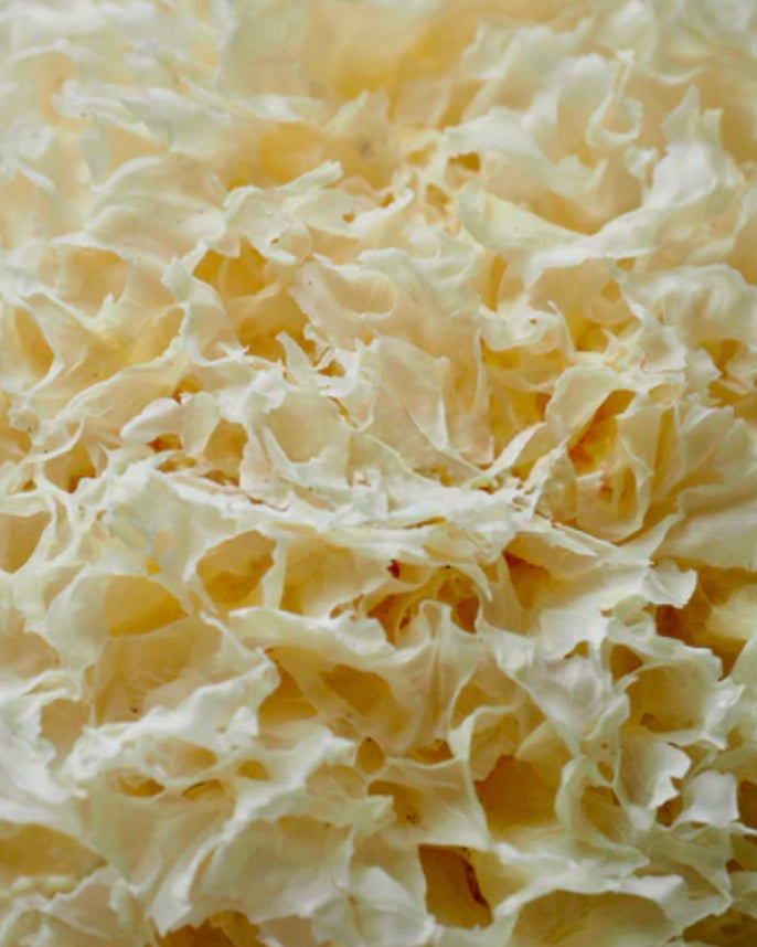 Close-up of a white, porous mushroom