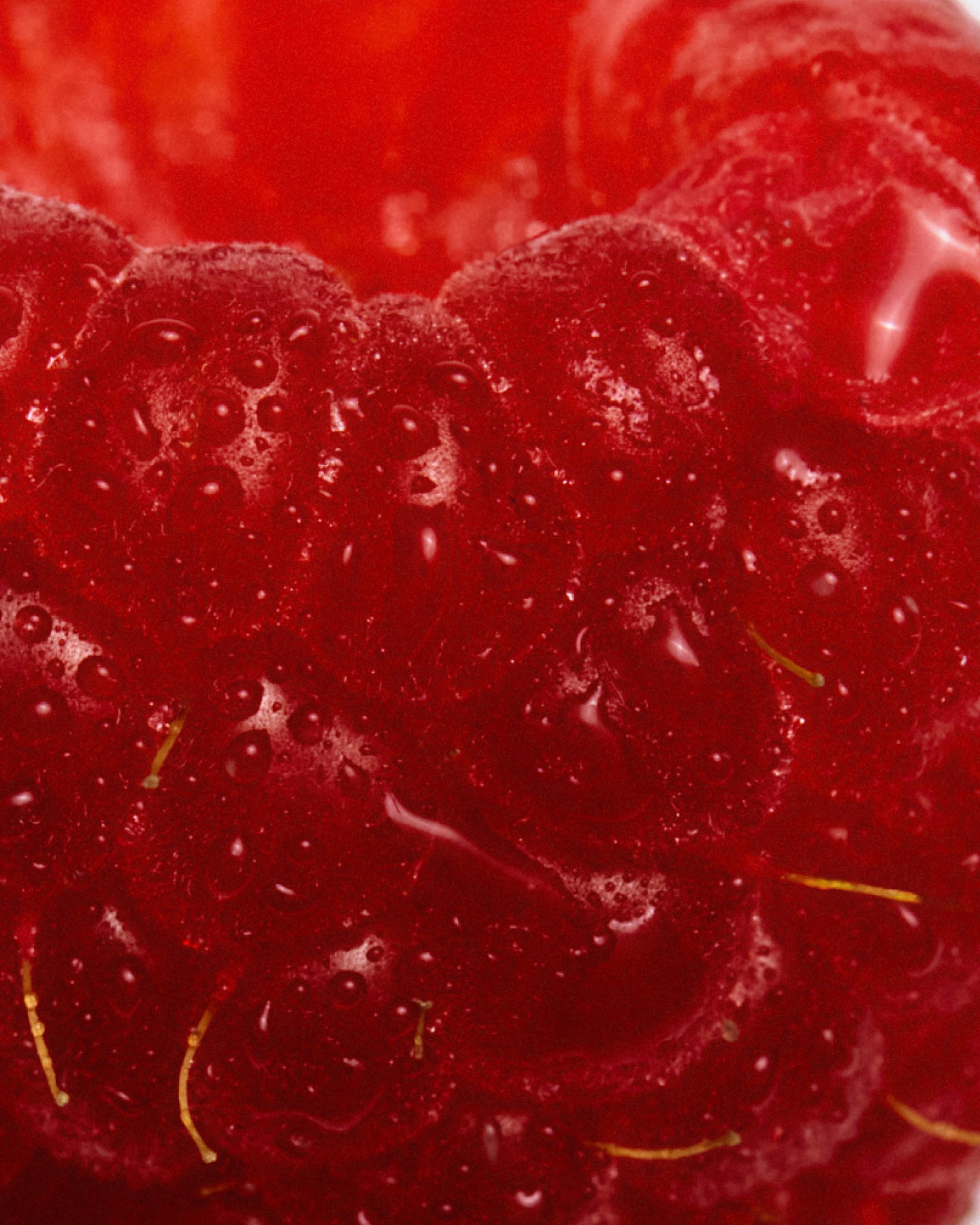 Close-up of a raspberry with water droplets on its surface