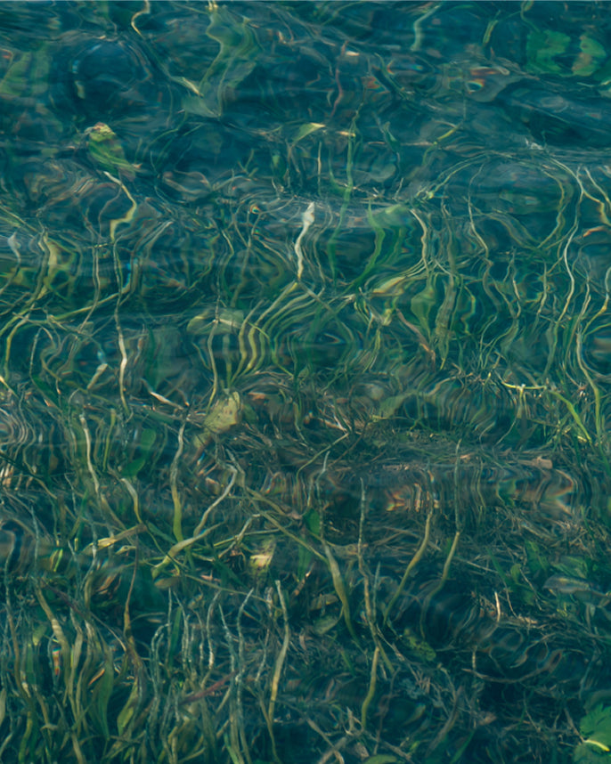 Underwater view of aquatic plants in clear water